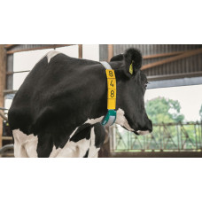 Датчик CowScout для определения охоты и мониторинга здоровья