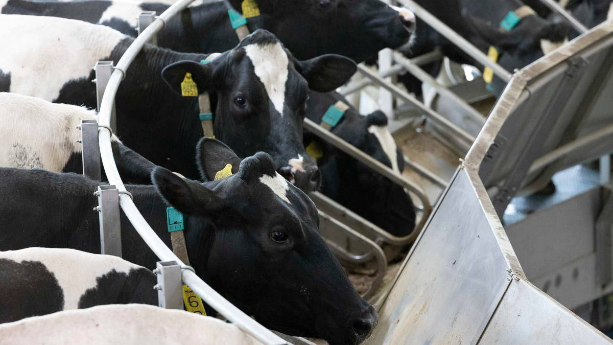 Feeding System